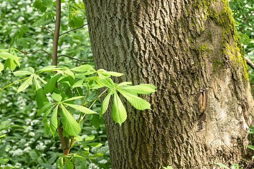 New leaves next to a tree trunk