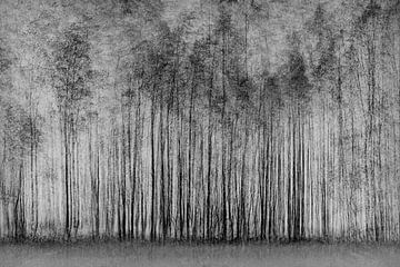 impenetrable forest, Roswitha Schleicher-Schwarz by 1x