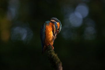 Kingfisher in evening light by Luuk Belgers