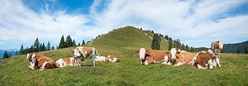 Kudde koeien op de Hirschhörnlkopf, idyllisch alpenpanorama in Beieren van SusaZoom
