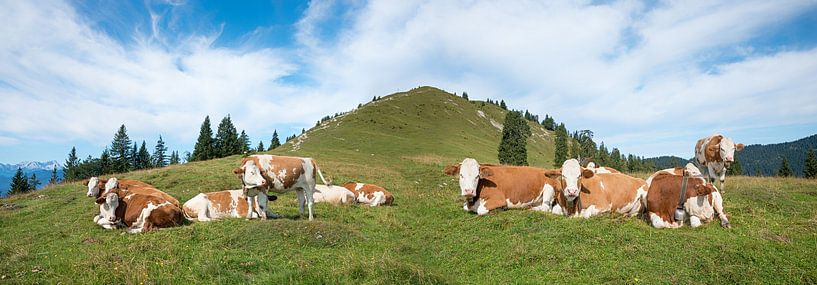 Troupeau de vaches au Hirschhörnlkopf, Panorama alpin idyllique en Bavière par SusaZoom