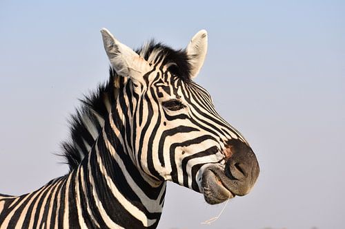 Zebra