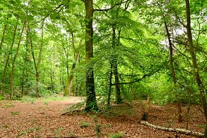 Forêt verte en été avec des hêtres