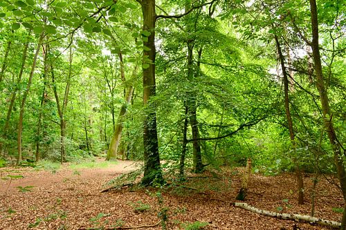 Green forest in summer with beech trees