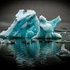 Floating ice sculpture with ducks by images4nature by Eckart Mayer Photography