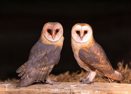 Barn owl