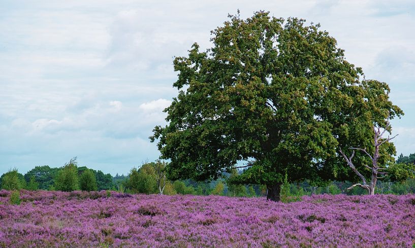 Grenzpark Kalmthoutse Heide von Bruno Hermans
