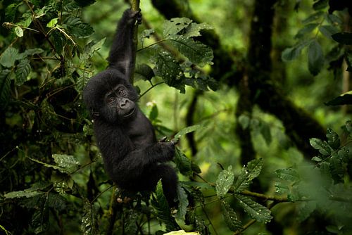 Uganda's mountain gorilla