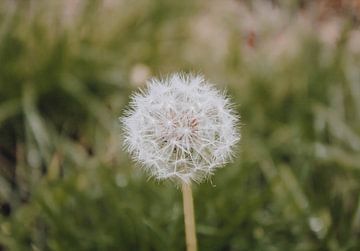 Nederland - Paardenbloem van Gerlinda Lassche