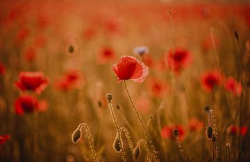 Coquelicots dans la lumière du soir sur KB Design & Photography (Karen Brouwer)