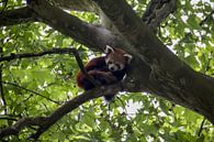 Rode Panda by Angelo de Bruin thumbnail