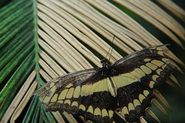Palm butterfly by Marije Zwart