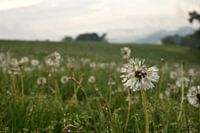 Bloeiende paardenbloem na de regen