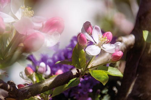 Des fleurs de pommier féériques