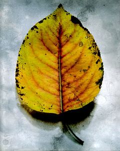 Herbstblatt