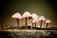 Familie der Pilze