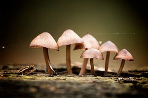 Familie der Pilze von Eva Bos