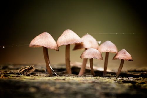 Mushroom family