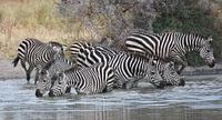 Gruppe von Zebras, die in einem Wasserloch trinken