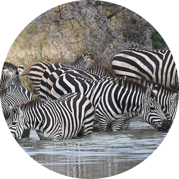 Op safari in Afrika: Groep zebra's  aan het drinken in een waterpoel van Rini Kools