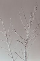 Winter tak. Fine art fotografie. Moody. Rust.