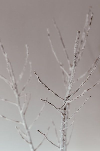 Winter branch. Fine art photography. Moody. Peace and quiet. by Quinten van Ooijen