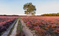 Purple heather in full bloom at Westerheide, Hilversum, The Netheralnds