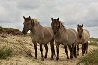 Konikpaarden op de Boschplaat - Terschelling