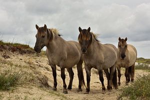 Konikpaarden op de Boschplaat - Terschelling sur Peter Slagboom
