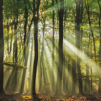 Sunny start to the day ........, Piet Haaksma