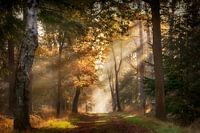 Zonneharpen in een magisch bos