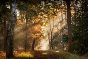 Zonneharpen in een magisch bos van Francis Dost