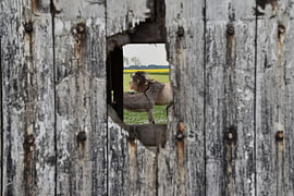 A glimpse of a horse and a donkey