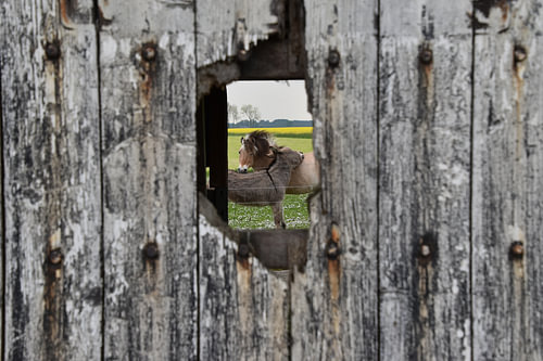 Doorkijkje met paard en ezel