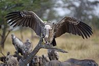 Le vautour fauve africain par Rini Kools Aperçu