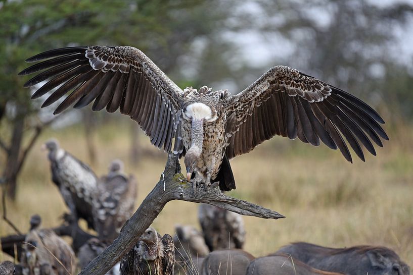 Le vautour fauve africain par Rini Kools