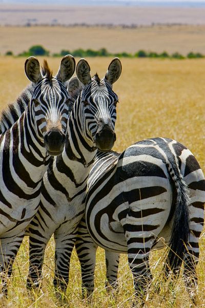 Burchell's Zebra's van Peter Michel