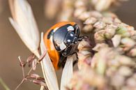 Ladybug in Garden Photo, Animal Macro Photography by Martijn Schrijver thumbnail