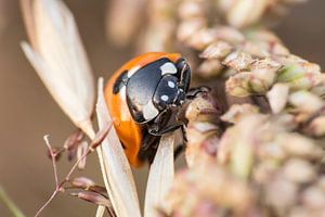 Ladybug in Garden Photo, Animal Macro Photography