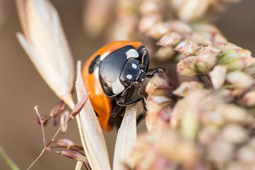 Macrofoto van lieveheersbeestje in de tuin