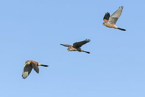 Crécerelle / Faucon crécerelle (Falco tinnunculus)
