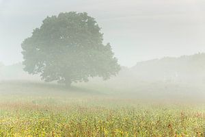 einsamer Baum von Bob Luijks