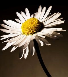 Pâquerette sur Marc Lehmann