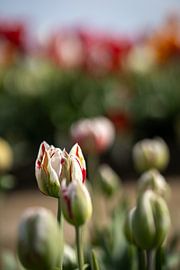 Splendeur des tulipes sur Renate Pit - du Pont