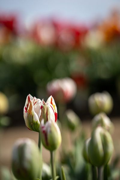 Tulpenpracht von Renate Pit - du Pont