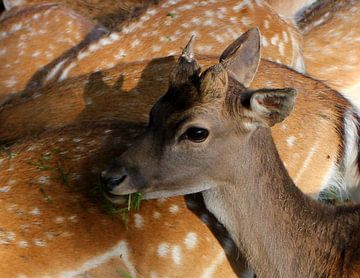 Deer by Anne Koop