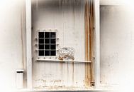 Roestig wit metalen gebouw met raam...... van Wim Schuurmans thumbnail