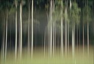 Déménagement, rangée rêveuse d'arbres dans la forêt par Marcel van Balken Aperçu