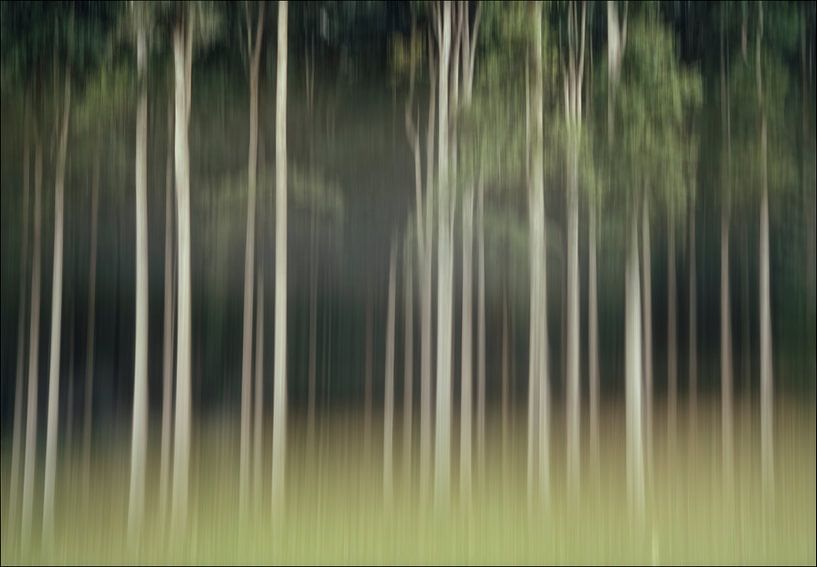 Déménagement, rangée rêveuse d'arbres dans la forêt par Marcel van Balken