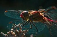 Libelle